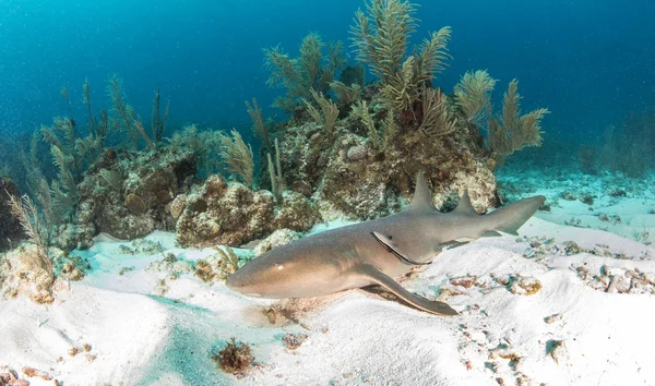 Nurse shark på Ambergris Caye, Belize — Stockfoto