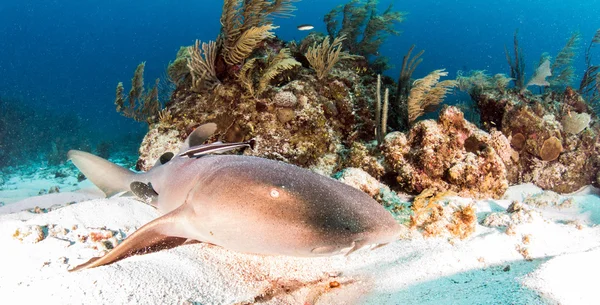 Enfermeira tubarão em Ambergris Caye, Belize — Fotografia de Stock