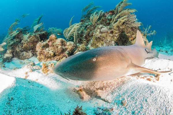 Tiburón nodriza en Ambergris Caye, Belice —  Fotos de Stock