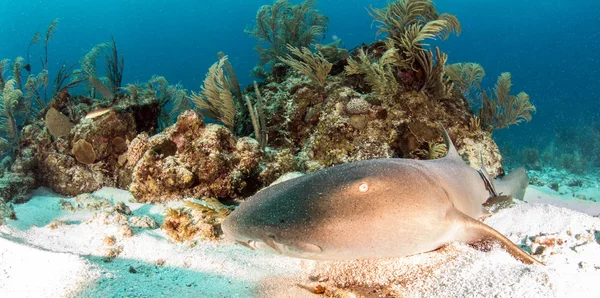Tiburón nodriza en Ambergris Caye, Belice — Foto de Stock