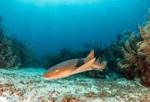 Enfermeira tubarão em Ambergris Caye, Belize — Fotografia de Stock