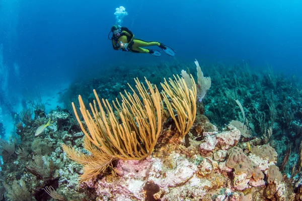 Mergulho belize — Fotografia de Stock