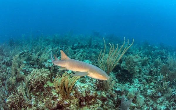 Tiburón nodriza en Ambergris Caye, Belice —  Fotos de Stock