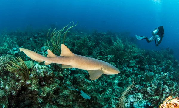 Az ámbra Caye, Belize dajkacápa — Stock Fotó