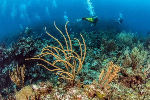 Mergulho belize — Fotografia de Stock