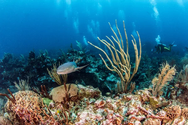 Infirmière requin à Ambergris Caye, Belize — Photo