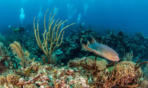 Hemşire köpekbalığı Ambergris Caye, Belize — Stok fotoğraf