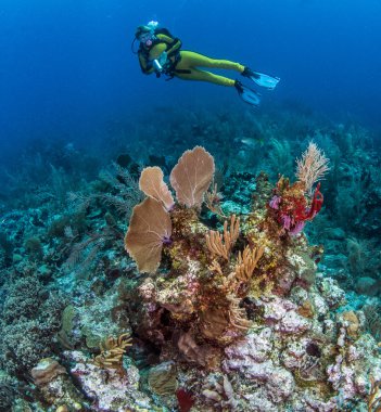 Belize tüplü dalış