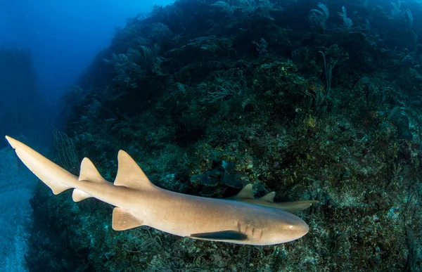 Tiburón nodriza en Ambergris Caye, Belice — Foto de Stock