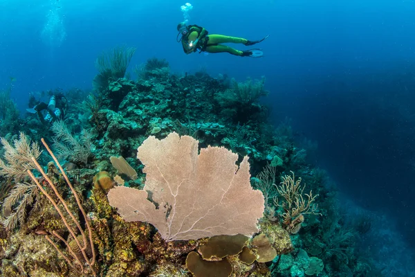 Belize Immersioni subacquee — Foto Stock
