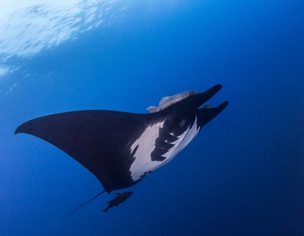 Schwarzer Mantarochen — Stockfoto