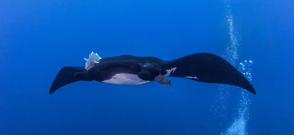 Black Manta Ray — Stock Photo, Image