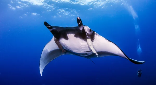 Manta Ray során a búvárkodni — Stock Fotó