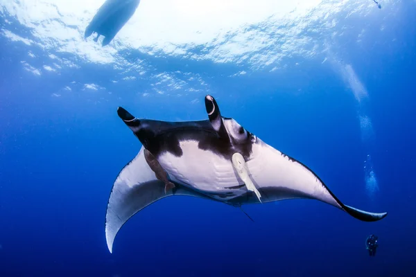 Manta Ray en Islas Revillagigedos, México — Foto de Stock