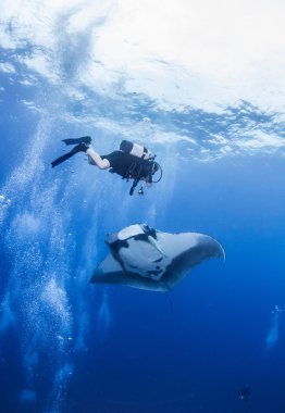 Manta Ray Islas Revillagigedos, Meksika