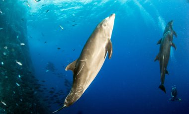 Bir tüplü dalış sırasında şişe burunlu yunus