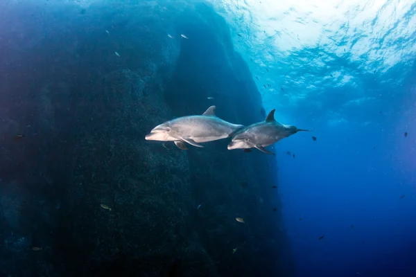 Flasknosdelfin under ett dyk — Stockfoto