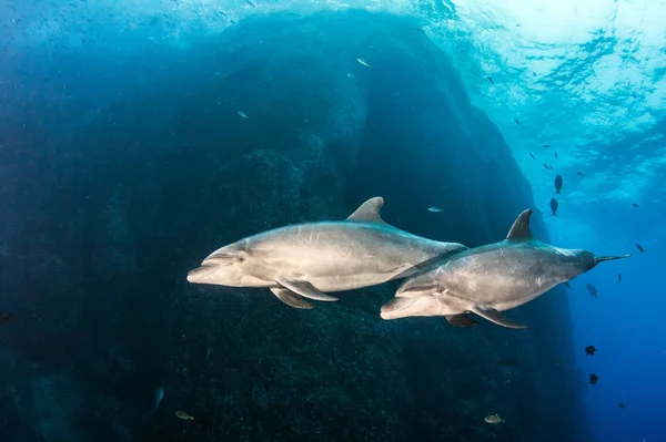 Дельфин во время погружения с аквалангом — стоковое фото