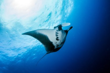 Manta Ray Islas Revillagigedos, Meksika