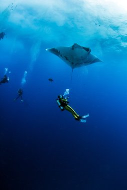 Manta Ray Islas Revillagigedos, Meksika