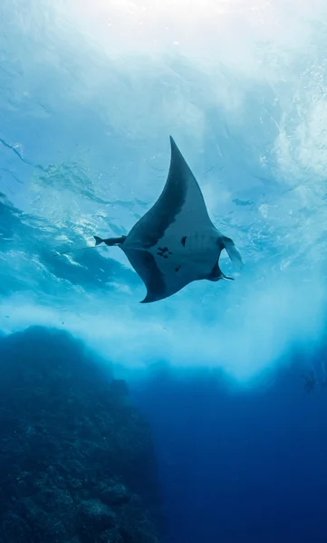 Manta Ray en Islas Revillagigedos, México — Foto de Stock