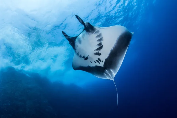 Manta Ray in Islas Revillagigedos, Mexico — Stockfoto