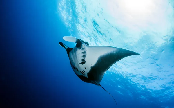 Manta Ray en Islas Revillagigedos, México — Foto de Stock