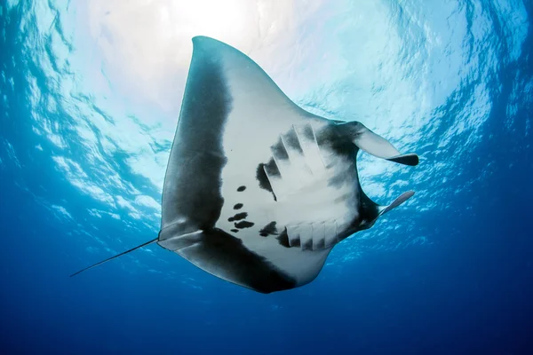 Manta Ray en Islas Revillagigedos, México — Foto de Stock