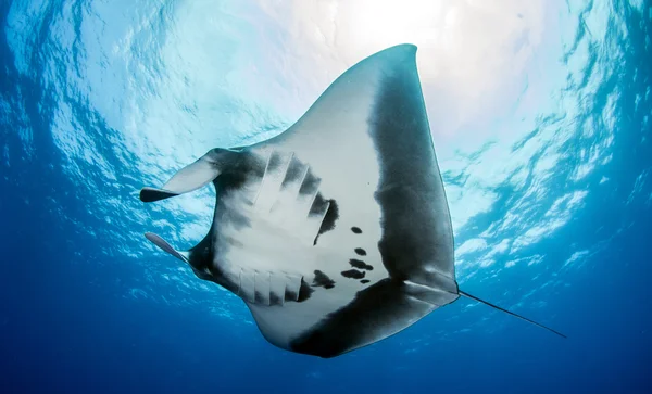 Manta Ray en Islas Revillagigedos, México — Foto de Stock