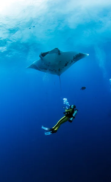 Manta Ray Islas Revillagigedos, Meksika