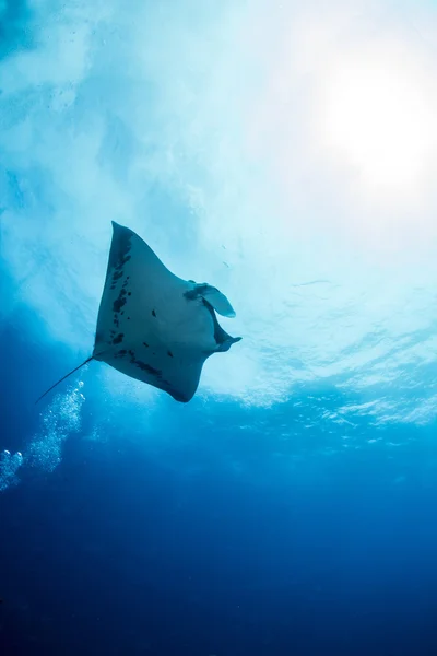 Manta Ray en Islas Revillagigedos, México — Foto de Stock