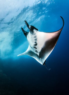 Manta Ray Islas Revillagigedos, Meksika