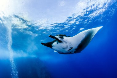 Manta Ray Islas Revillagigedos, Meksika