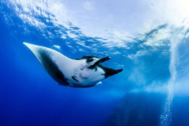 Manta Ray Islas Revillagigedos, Meksika