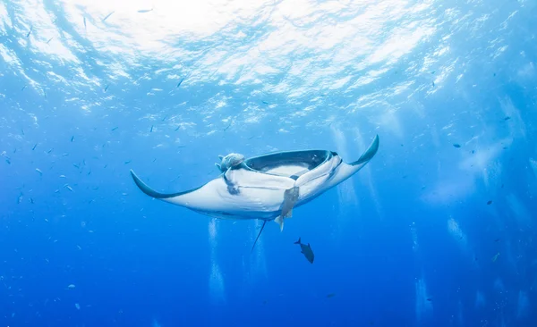 Manta Ray på Islas Revillagigedos, Mexiko — Stockfoto