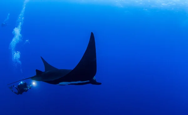 Black Manta Ray em Islas Revillagigedos, México — Fotografia de Stock