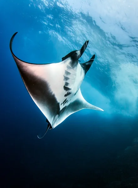 Manta Ray Islas Revillagigedos, Mexikó — Stock Fotó