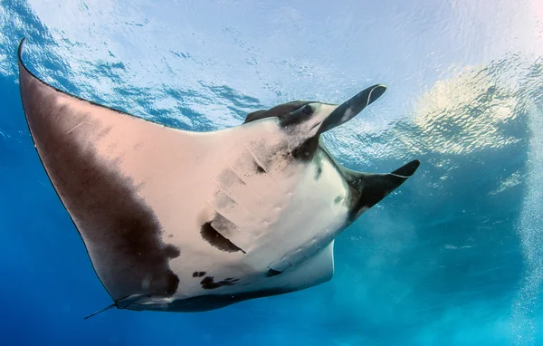 Manta Ray em Islas Revillagigedos, México — Fotografia de Stock