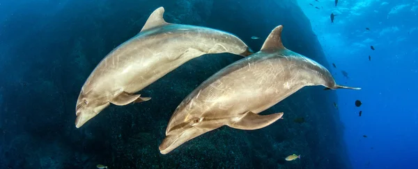 스쿠버 다이빙 동안 bottlenose 돌고래 — 스톡 사진