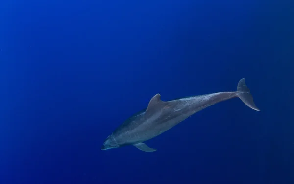 Дельфин во время погружения с аквалангом — стоковое фото