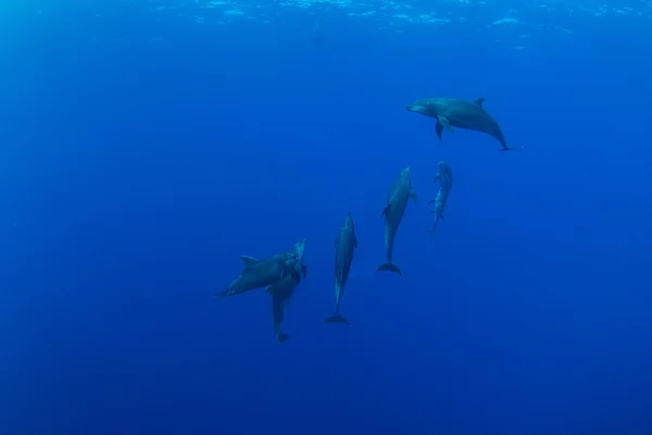 在戴水肺潜水的宽吻海豚 — 图库照片