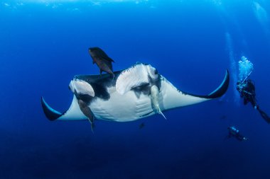 Manta Ray Islas Revillagigedos, Meksika