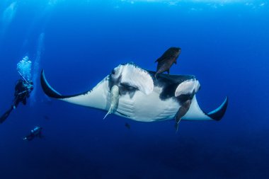 Manta Ray Islas Revillagigedos, Meksika