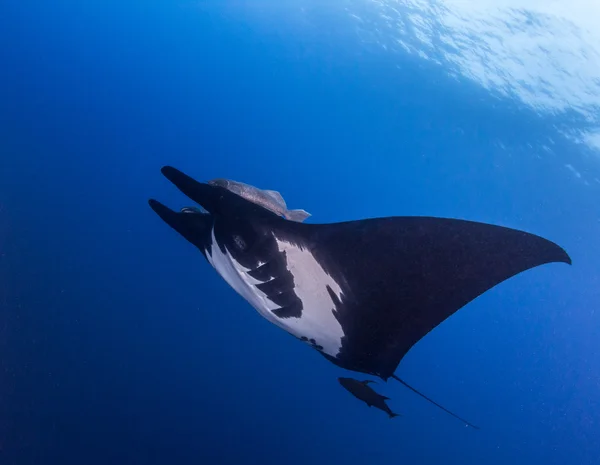 Black Manta Ray em Islas Revillagigedos, México — Fotografia de Stock