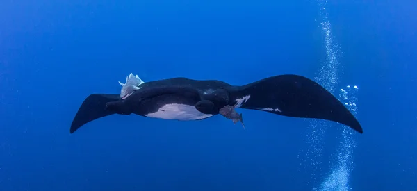 Fekete Manta Ray Islas Revillagigedos, Mexikó — Stock Fotó