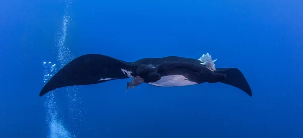 Black Manta Ray at Islas Revillagigedos, Mexico — Stock Photo, Image