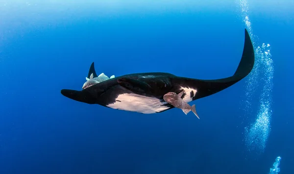Černá Manta Ray na Islas Revillagigedos, Mexiko — Stock fotografie