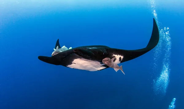 Black Manta Ray em Islas Revillagigedos, México — Fotografia de Stock