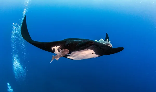 Černá Manta Ray na Islas Revillagigedos, Mexiko — Stock fotografie