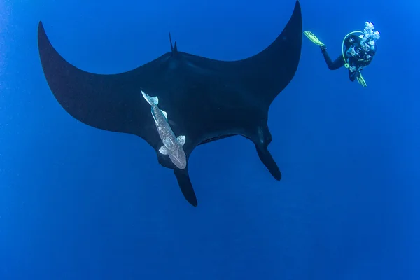 Black Manta Ray at Islas Revillagigedos, Mexico — Stock Photo, Image